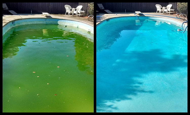 Algae Removal